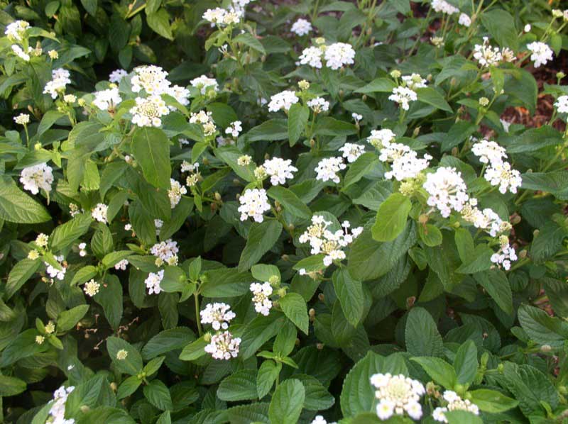 Bush adorned with delicate white flowers surrounded by vibrant green leaves, creating a fresh, natural look