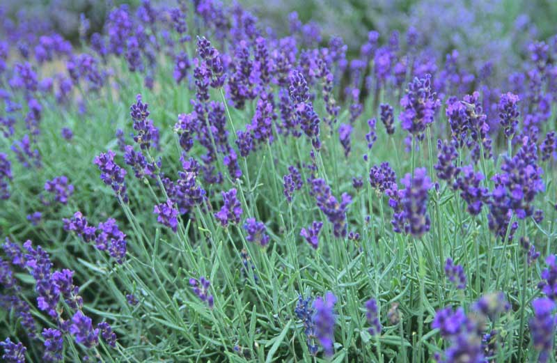 Vibrant field of lavender flowers in full bloom, creating a stunning purple landscape under a clear blue sky