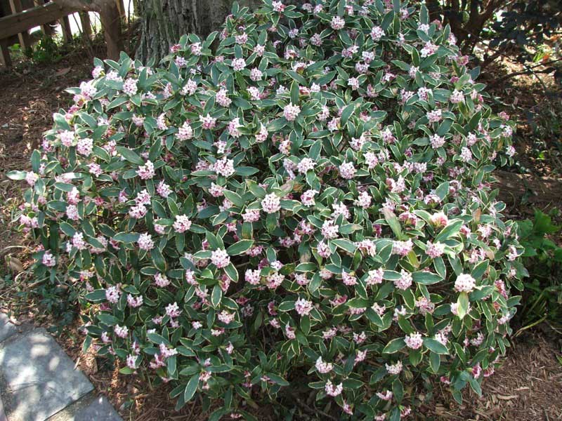 Vibrant bush covered in delicate pink flowers, adding a splash of color to the garden