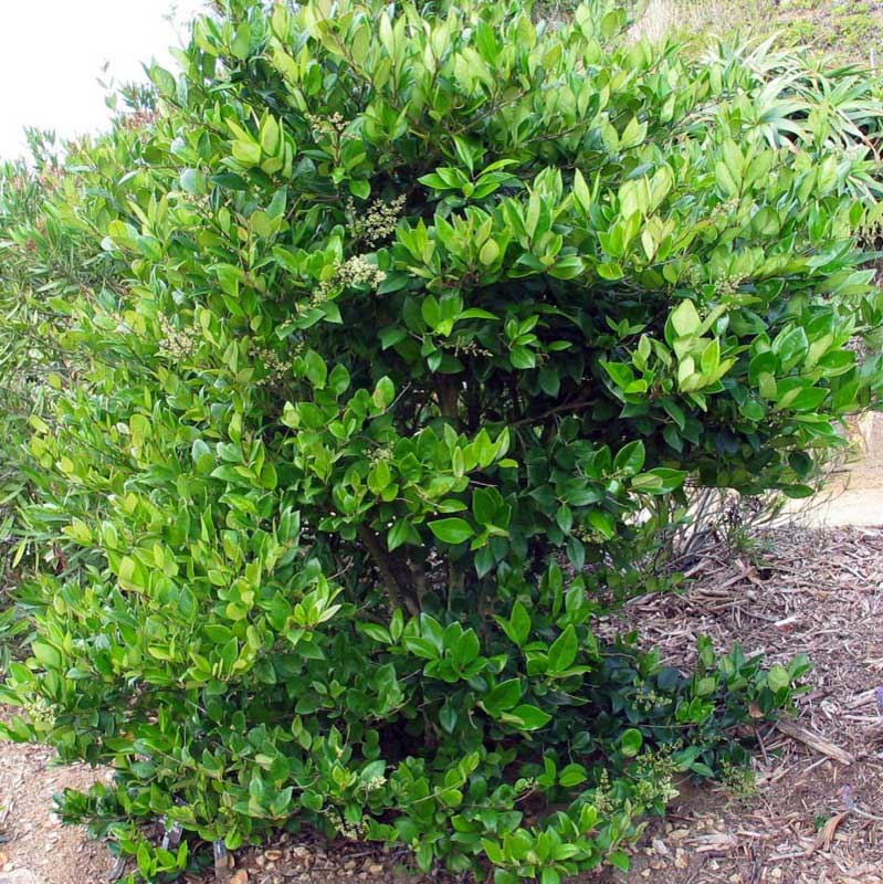 Small bush with vibrant green leaves growing close to the ground in a natural setting