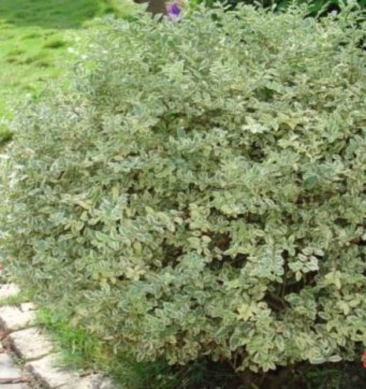 Small shrub with vibrant green leaves thriving in a sunny garden setting