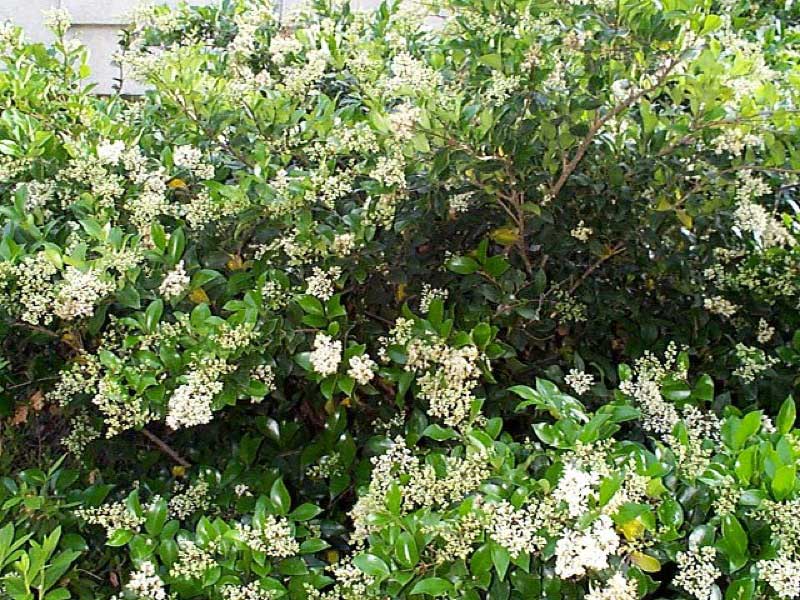 Bush adorned with delicate white flowers surrounded by vibrant green leaves, creating a fresh, natural look