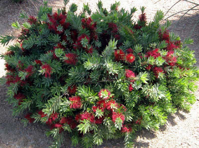 Vibrant bush adorned with bright red flowers surrounded by lush green leaves