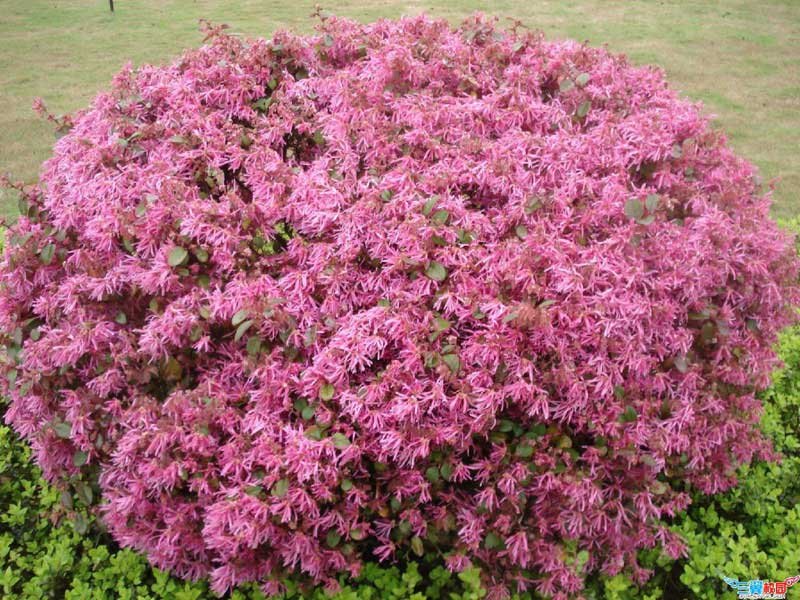 Vibrant bush covered in pink flowers, beautifully situated in the center of a lush garden