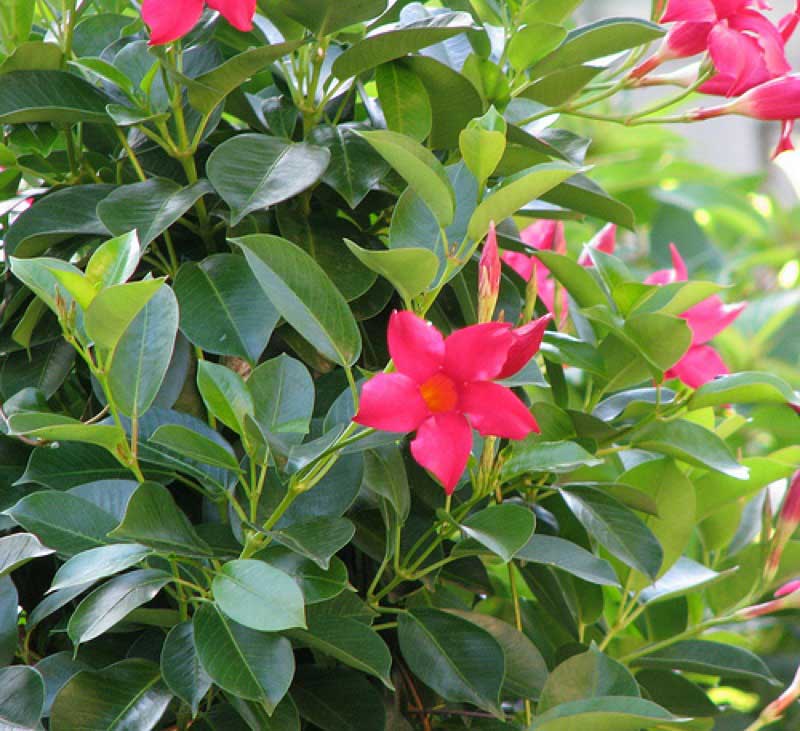 Vibrant bush adorned with bright red flowers surrounded by lush green leaves