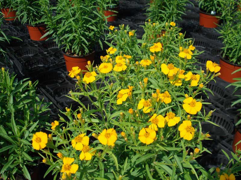 Bright yellow flowers in pots stand out against a sleek black background, creating a vibrant contrast