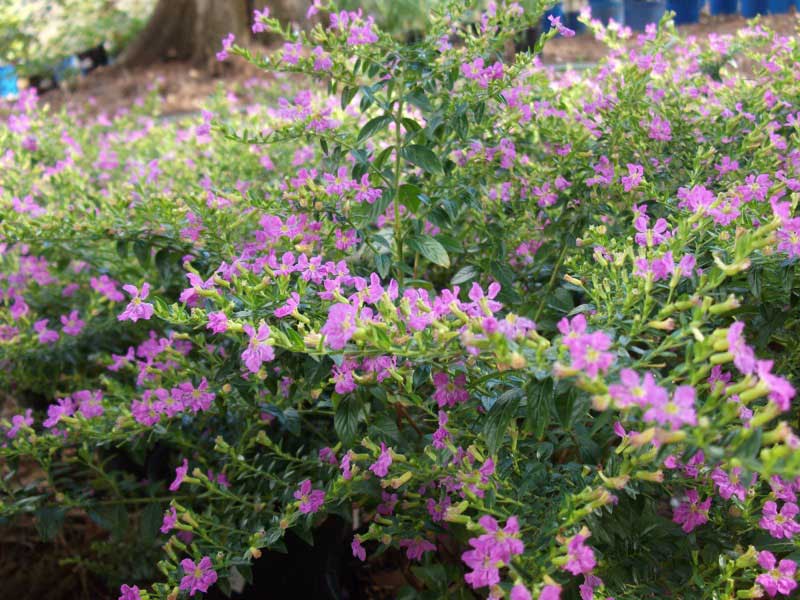 Vibrant bush of purple flowers blooming beautifully in a sunny garden setting