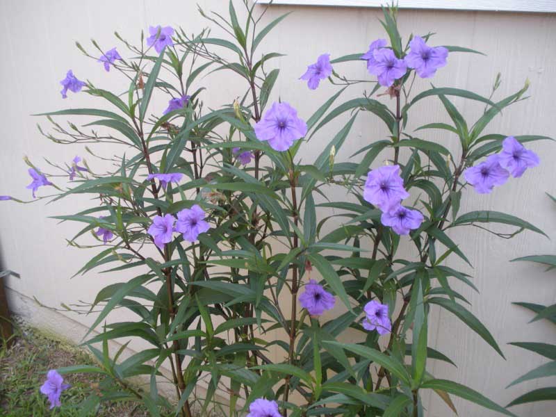 Vibrant plant with purple flowers blooming in front of a charming house