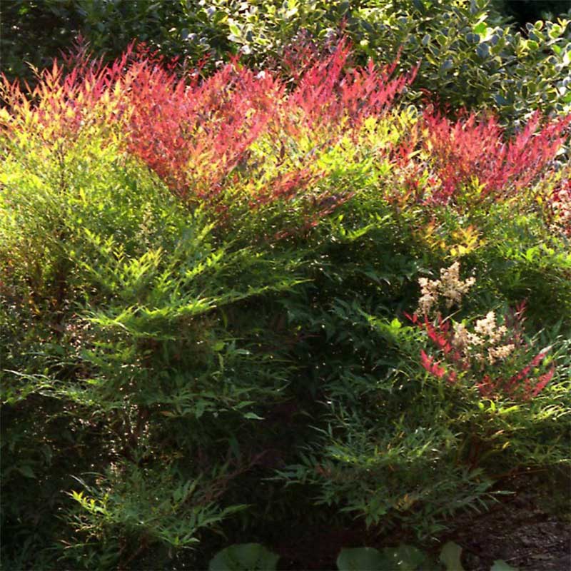 Vibrant bush showcasing a mix of red and green leaves, adding a splash of color to the landscape