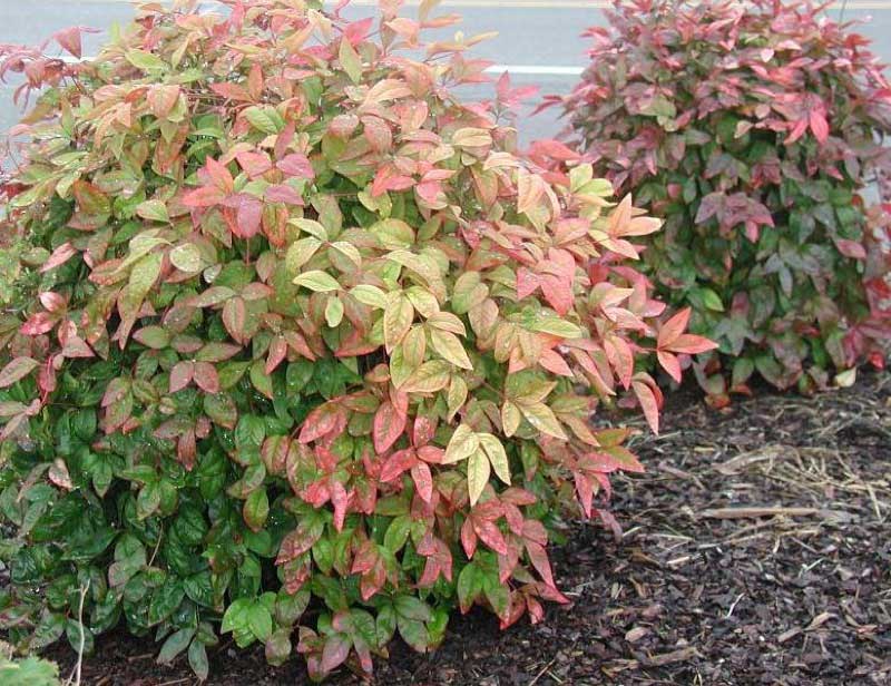 Vibrant bush with red and green leaves stands out in the middle of a parking lot