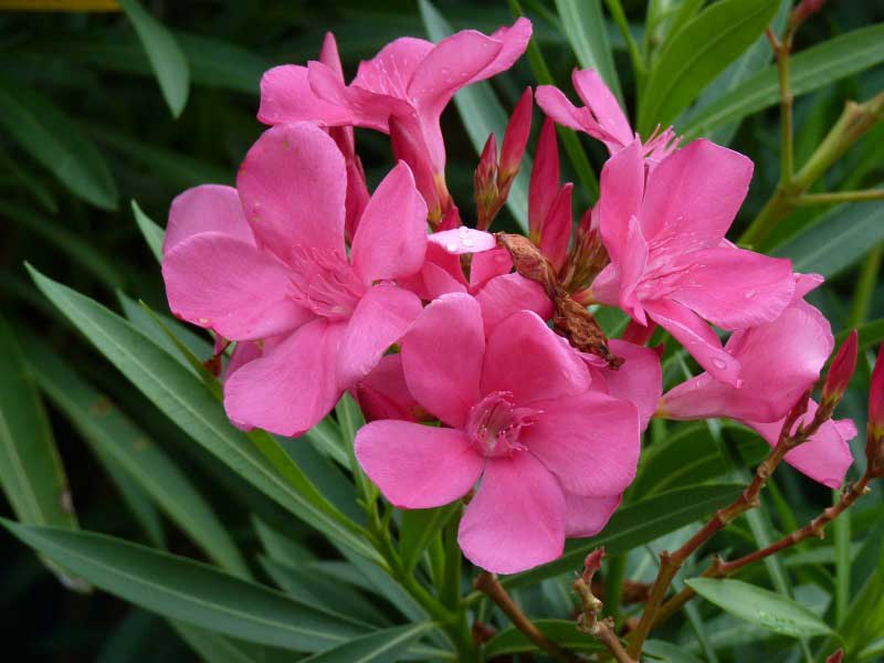 Pink flowers are blooming vibrantly in a lush garden, adding color and beauty to the scenery