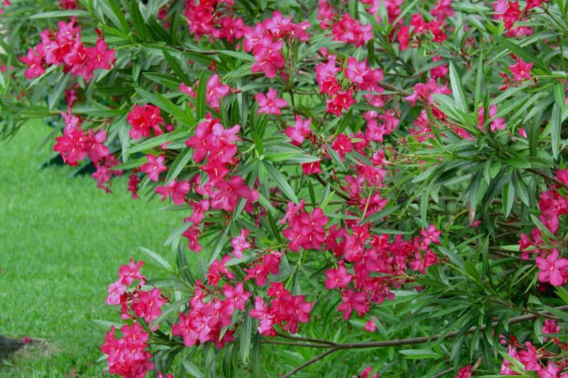 Vibrant bush covered in pink flowers stands out against a lush green grass background