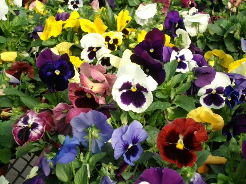 Vibrant pot filled with a large group of colorful pansies, showcasing their beautiful petals