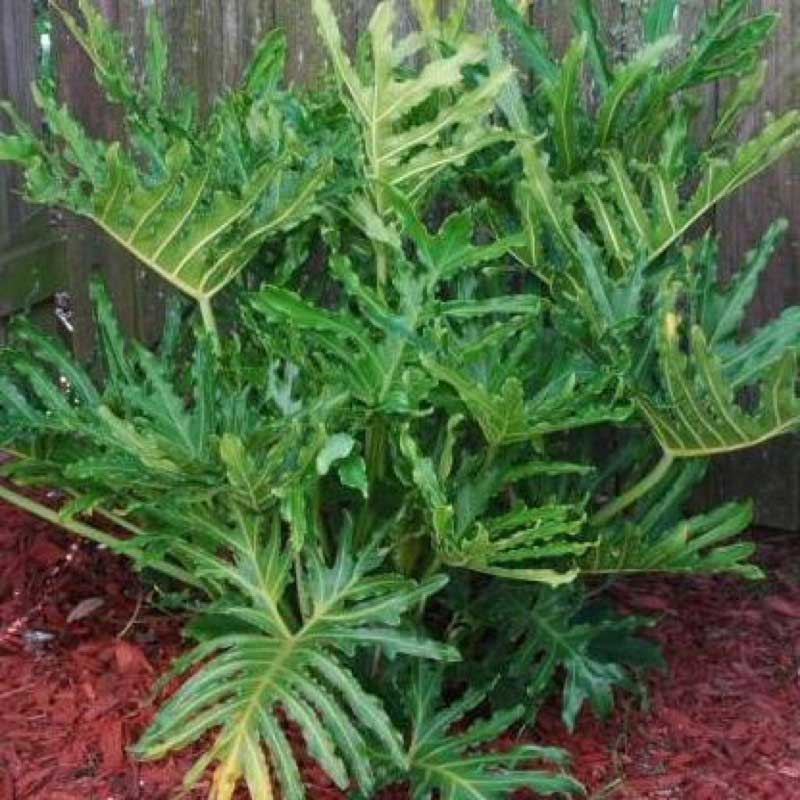 Large green plant thriving in a sunny backyard, adding a touch of nature to the outdoor space