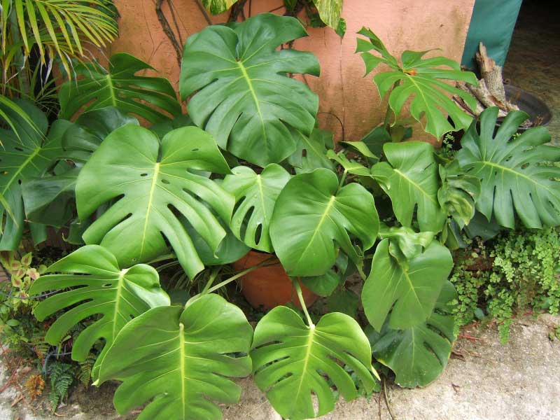 Large, leafy plant thriving in a decorative pot, adding a touch of nature to the space