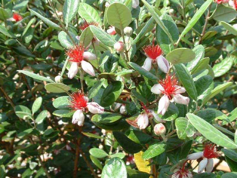 Vibrant bush adorned with bright red flowers surrounded by lush green leaves