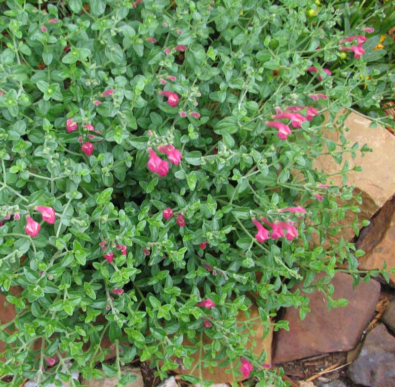 Vibrant bush covered in pink flowers, adding a splash of color to a lush garden setting