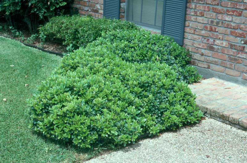 Bush stands in front of a cozy house, adding greenery to the charming scene