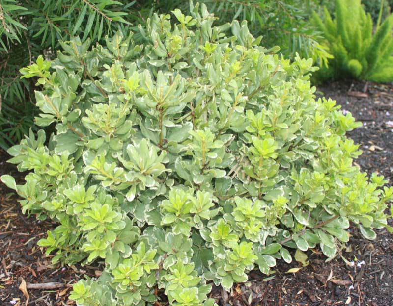 Small green plant with numerous leaves thriving in a sunny garden setting