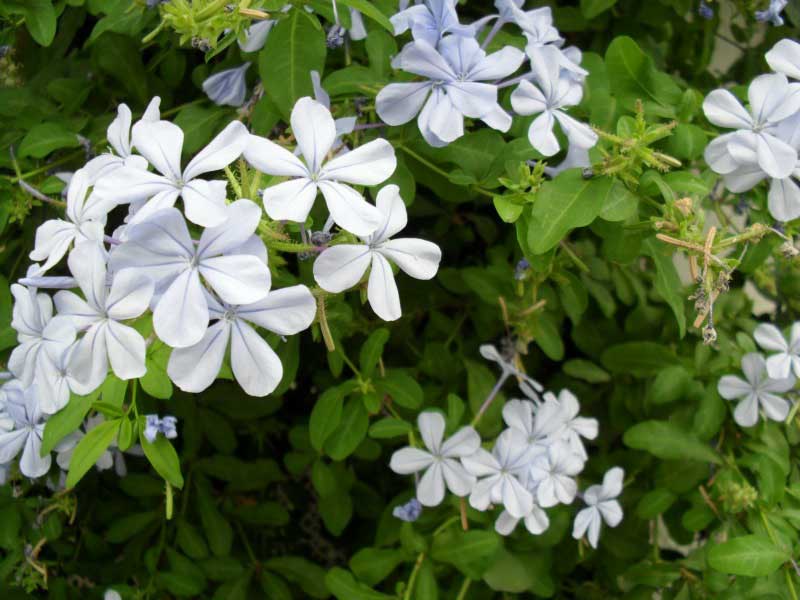 Bush covered in delicate white flowers, each featuring a striking blue center, creating a beautiful contrast