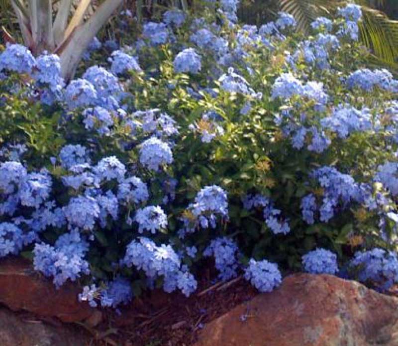 Vibrant garden featuring a plant adorned with beautiful blue flowers, adding color to the landscape