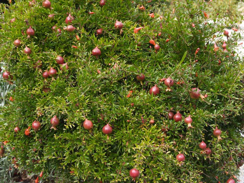 Bush covered in vibrant red berries, adding a pop of color to the greenery around it