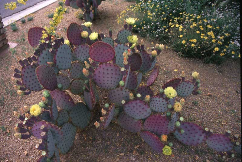 Cactus plant adorned with vibrant purple and yellow flowers, showcasing a beautiful desert bloom