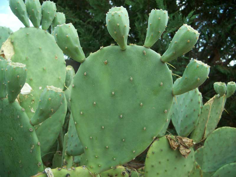 Vibrant cactus plant showcasing numerous lush green leaves against a bright background