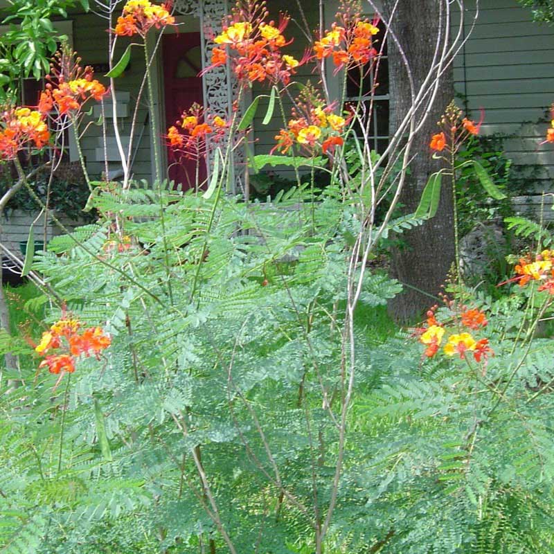 Vibrant bush with bright orange flowers blooming in front of a charming house