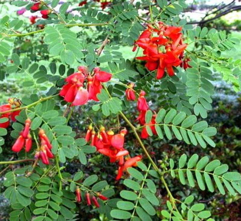 Vibrant tree adorned with bright red flowers and lush green leaves, showcasing nature's beauty