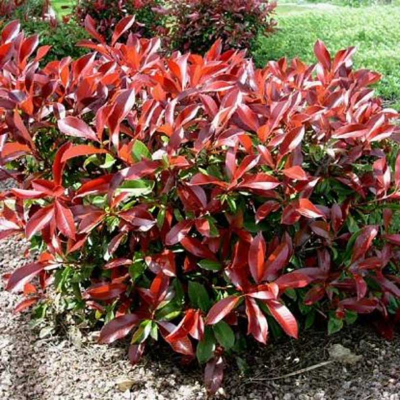 Bush displaying vibrant red and green leaves, showcasing a beautiful contrast in colors