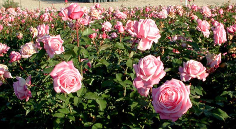 Vibrant field filled with blooming pink roses swaying gently in the breeze under a clear blue sky