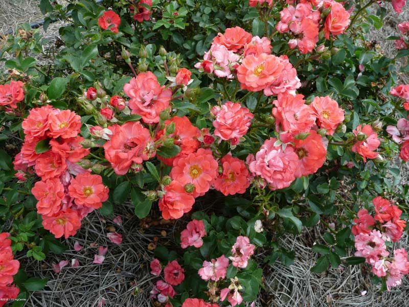 Vibrant bush of pink and orange roses blooming beautifully in a sunny garden setting