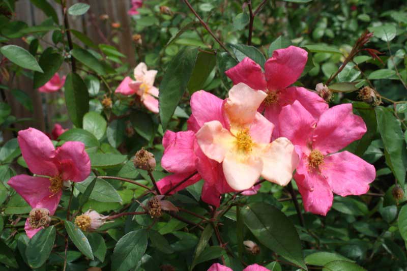 Vibrant bush of pink and yellow flowers blooming beautifully in a sunny garden setting