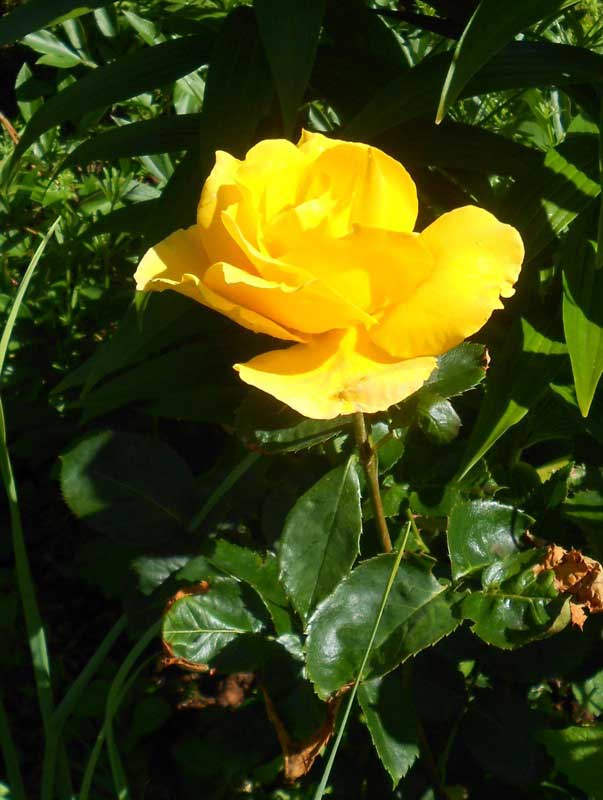 Vibrant yellow rose blooming in a lush garden, surrounded by green leaves and sunlight