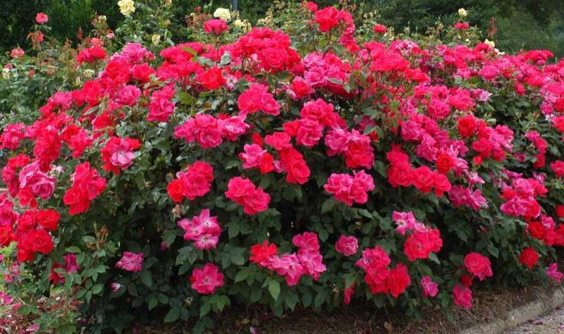 Vibrant bush of red and pink roses blooming beautifully in a sunny garden setting