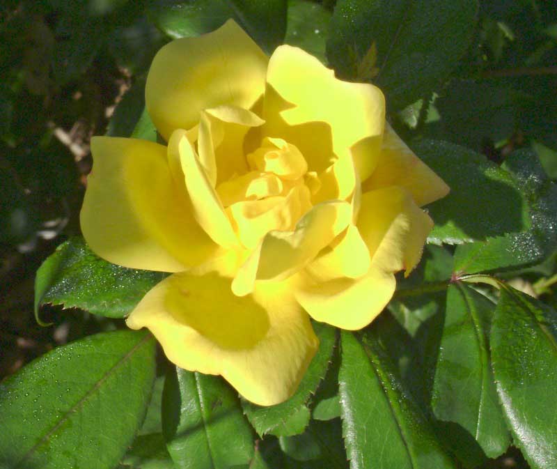 Vibrant yellow rose blooms under the warm sunlight, showcasing its delicate petals and fresh beauty