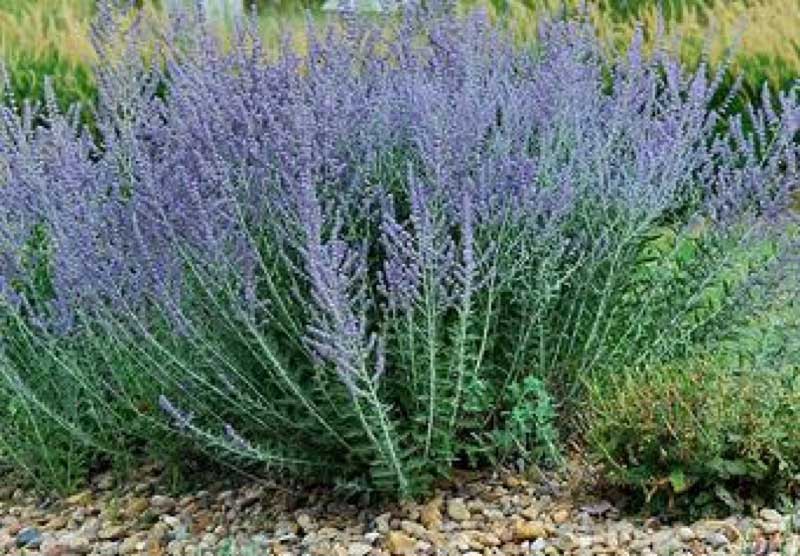 Lavender plant blooming in a garden surrounded by gravel and decorative rocks A serene outdoor scene