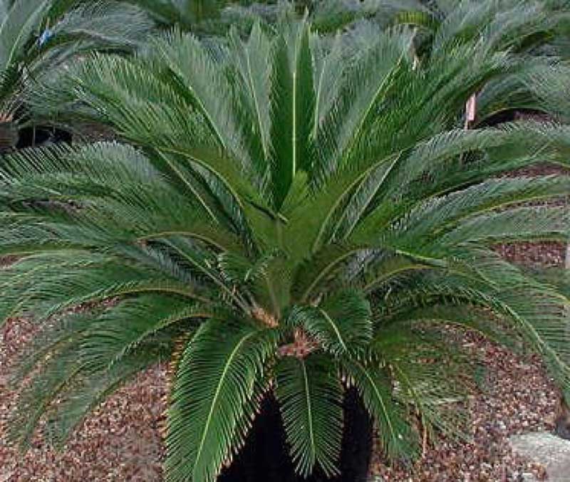 Large palm plant in a decorative pot, sitting on the ground, adding a touch of greenery to the space