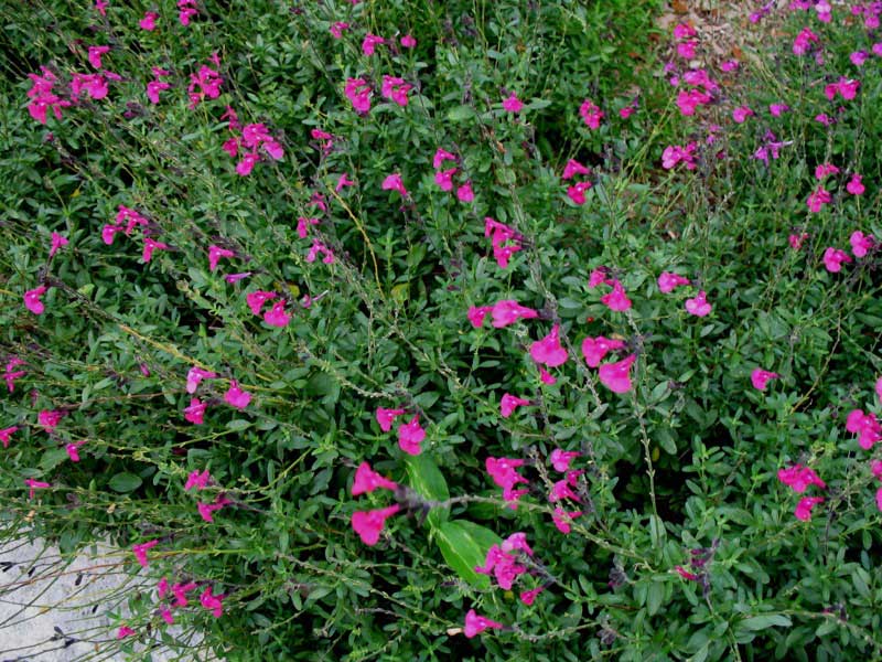 Vibrant bush covered in pink flowers, beautifully situated in the center of a lush garden