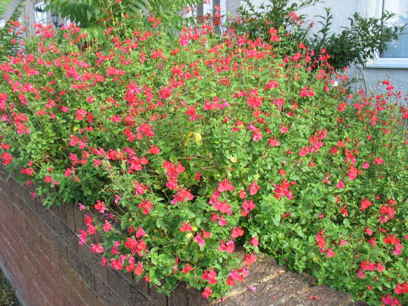 Vibrant red flower bed filled with numerous blooming flowers in full color