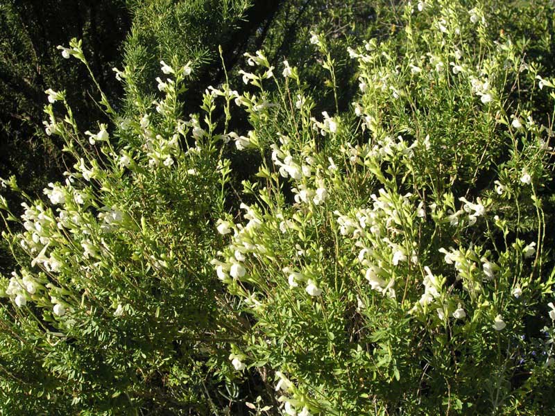 Bush covered in delicate white flowers stands out amidst the lush greenery of a forest