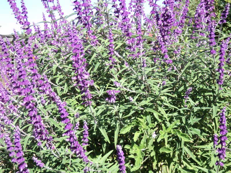 Large plant with vibrant purple flowers blooming in a sunny garden setting