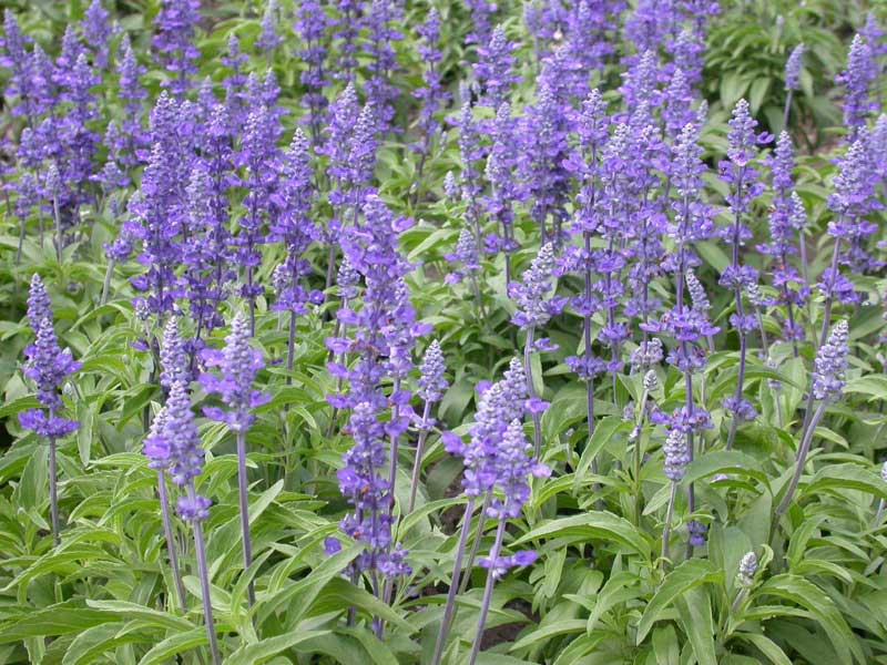 Vibrant field filled with purple flowers surrounded by lush green leaves under a clear blue sky