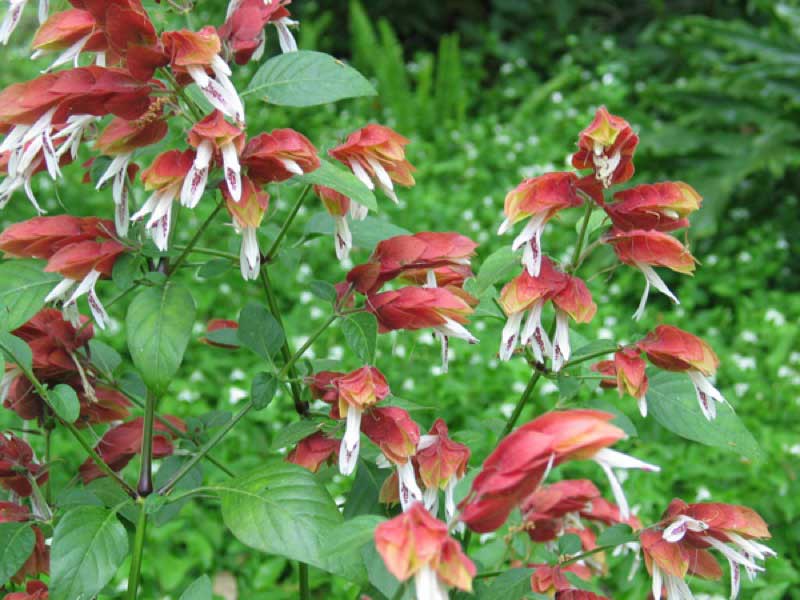 Vibrant plant with striking red and white flowers blooming amidst lush green grass