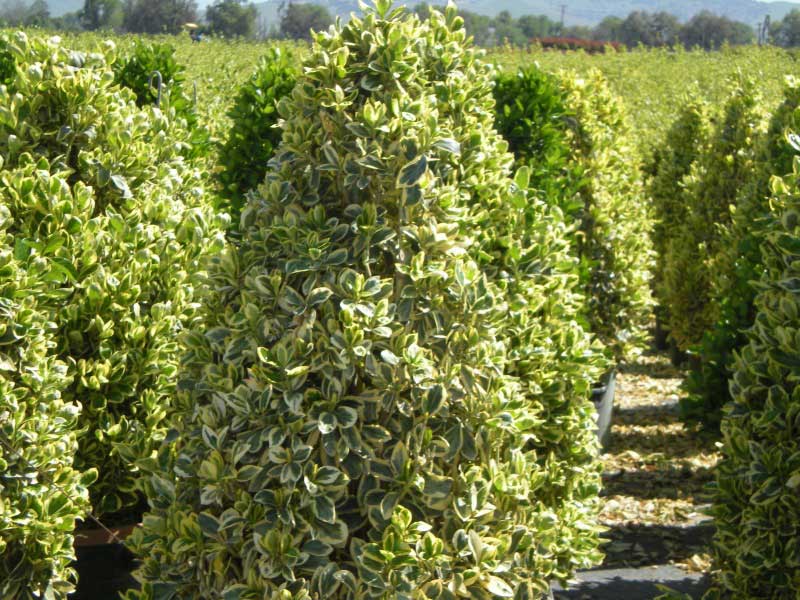 Neat row of vibrant green bushes stretches across a sunny field, adding a touch of nature's beauty