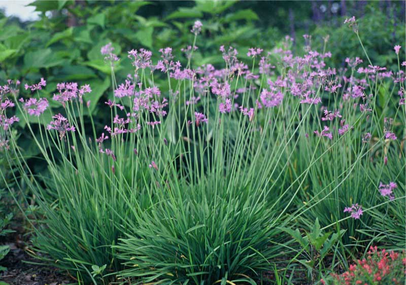 Vibrant cluster of purple flowers blooming beautifully in a sunny garden setting