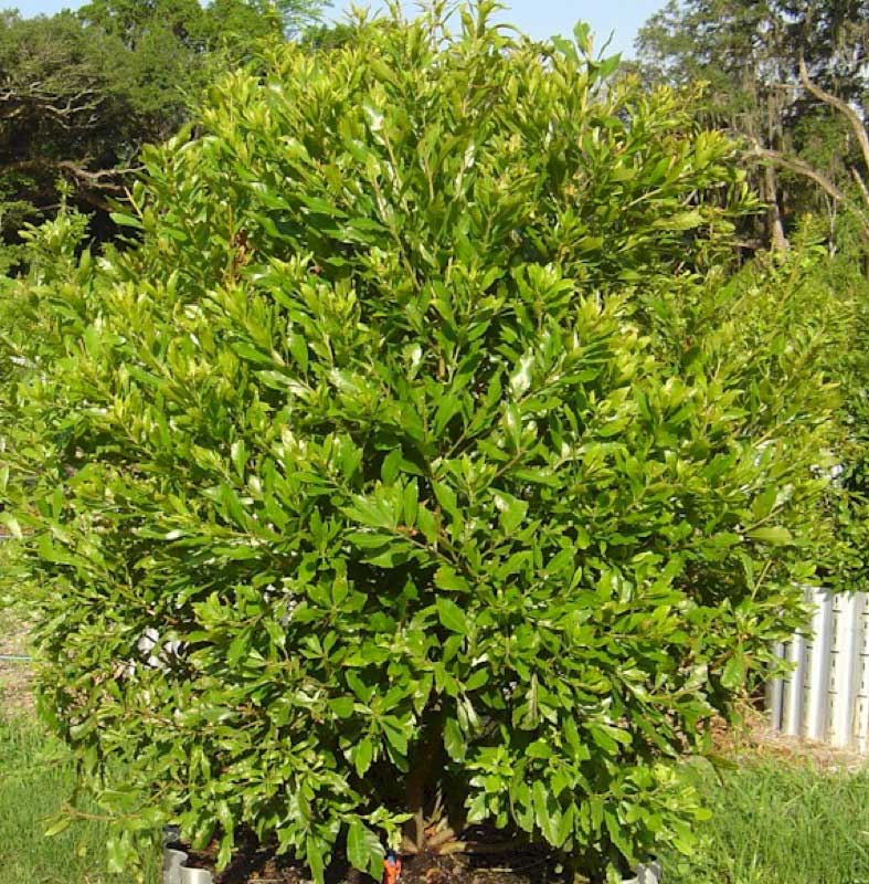 Small potted tree sits on the ground, adding a touch of greenery to the outdoor space