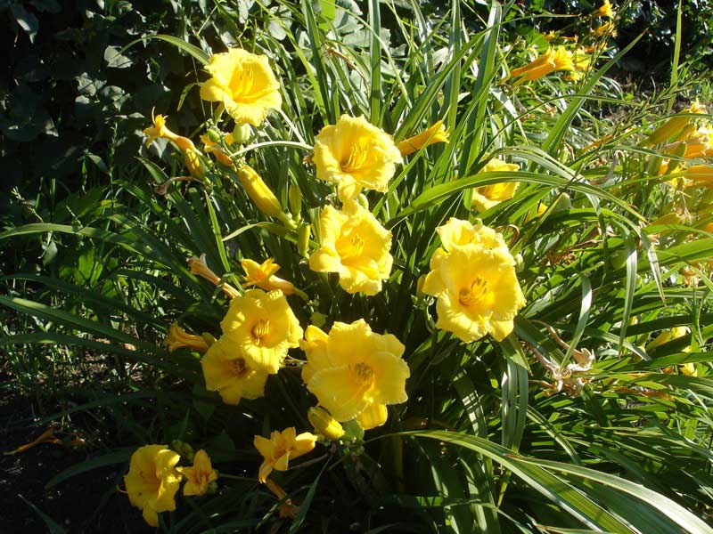 Yellow daylilies bloom vibrantly in a lush garden, adding a cheerful touch to the greenery around them