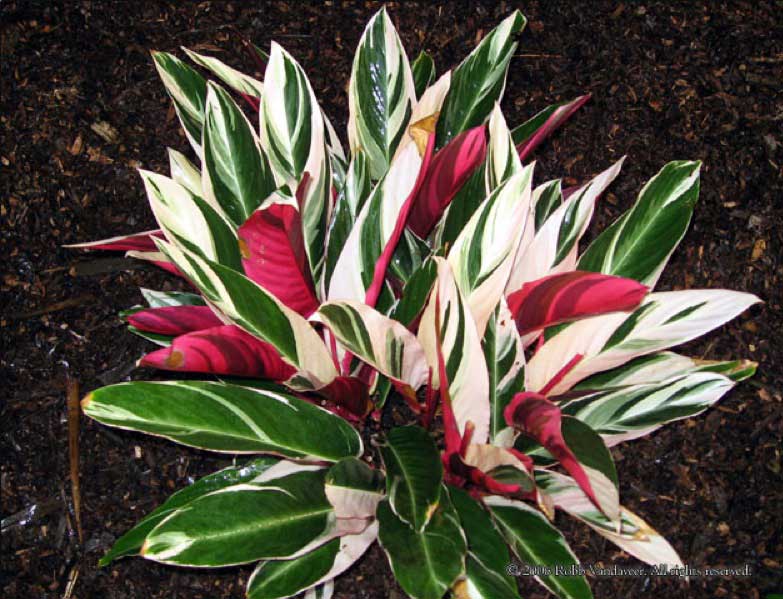 Vibrant Stromanthe plant with long, variegated leaves in shades of green, white, and pink, set against dark soil